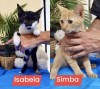 Izabela_Simba (6)